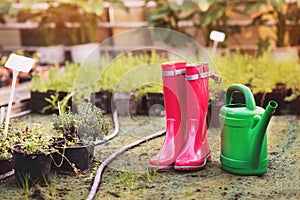 Pink rainboots and green watering can in the middle of greenhouse with flowers, plants and seedlings. photo