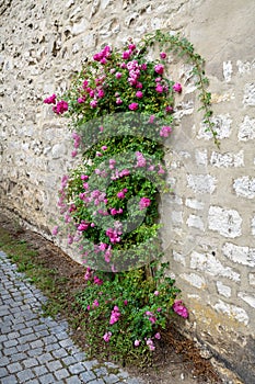 Pink rambler rose climbing a wall
