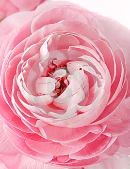 Pink Ranunculus