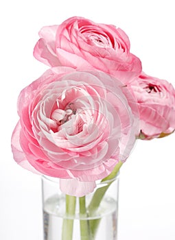Pink Ranunculus