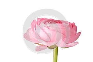 Pink Ranunculus