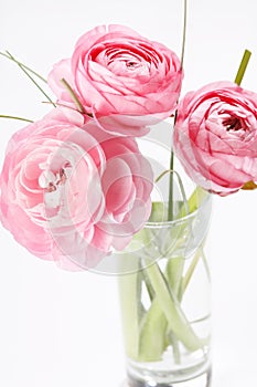 Pink Ranunculus