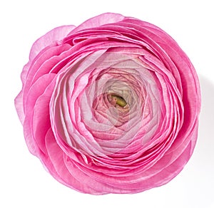 Pink ranunculus