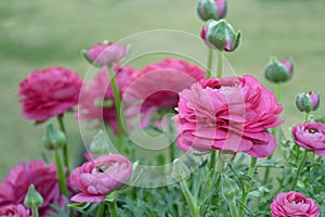 Pink Ranunculus