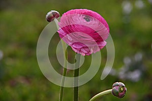 Pink ranunculus daisy flower