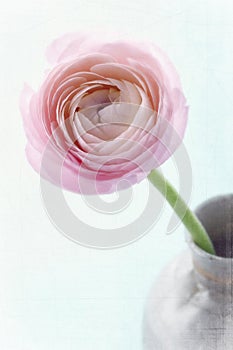 Pink ranunculus flower