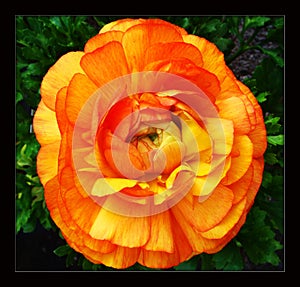 Pink ranunculus flower in black canvas background