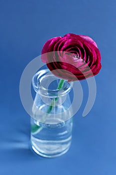 Pink ranunculus flower in a bottle on a blue background