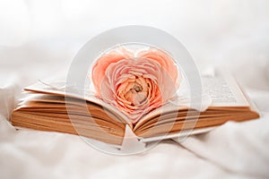 A pink ranunculus flower with heart-shaped petals lying on the pages of an open book.