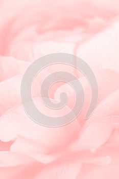 Pink ranunculus flower macro photography