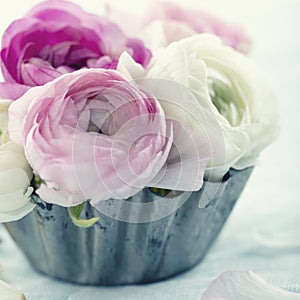 Pink ranunculus flowers