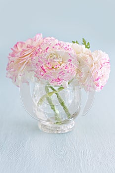 Pink ranunculus flowers