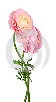 Pink ranunculus flowers