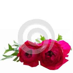 Pink ranunculus flowers