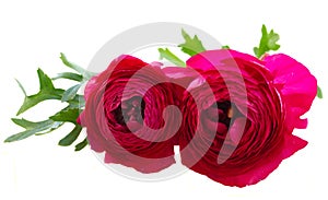 Pink ranunculus flowers