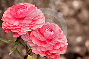 Pink ranunculus garden