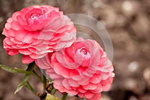 Pink ranunculus garden photo