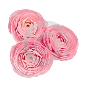 Pink ranunculus isolated white background Flower head