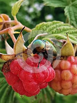 A pink raspberry berry, on which sits a golden emerald green small insect beetle