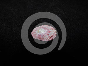 A Pink-rayed limpet shell photo