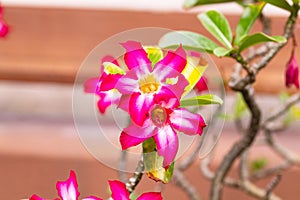 Pink red adenium flowers with blue green leaves background. Received the nickname 