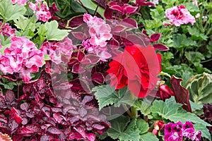 Pink and red begonia tuberous