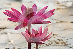 Pink red blooming waterlily with soft focus of morning sunlight reflection in a pond