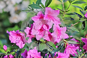 Pink and red blooms in sun after rain