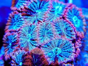 Pink, red, and blue favites brain coral macro