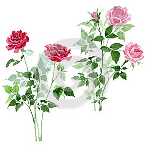 Pink and red bush roses floral botanical flowers. Watercolor background set. Isolated rose illustration element.