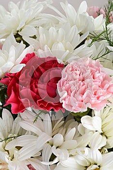 Pink and red carnation with white daisies background