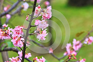 Pink with red cherry blossom flowers closeup