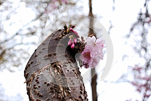 pink-red cherry blossoms in spring in April in the city in one of the courtyards of the city