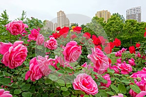 China rose garden