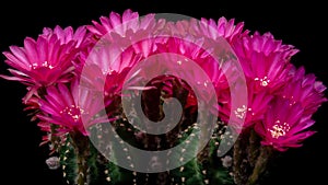 Pink-Red Colorful Flower Timelapse of Blooming Cactus Opening