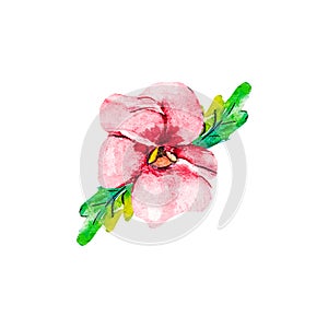 Pink red crimson pansy flower isolated on white background clipping path included. Spring garden viola tricolor. Top