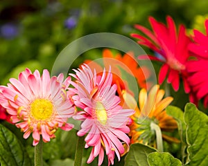 Pink and Red Daisy Rockford Mi