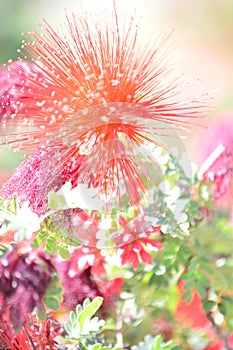 Pink-red fairy duster with sunlight, abstract