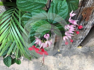 Pink red flower bunch of green plants in home garden in summer