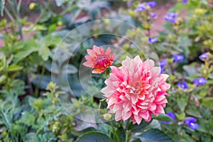 Pink and red flower with green leaf