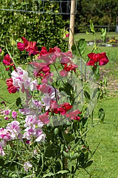 Pink and red flowering sweet pea on trellis in garden