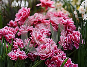 pink and red flowering tulips columbus in Botanical Garden of Moscow University `Pharmacy Garden` or `Aptekarskyi ogorod`