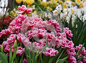 pink and red flowering tulips columbus in Botanical Garden of Moscow University `Pharmacy Garden` or `Aptekarskyi ogorod`