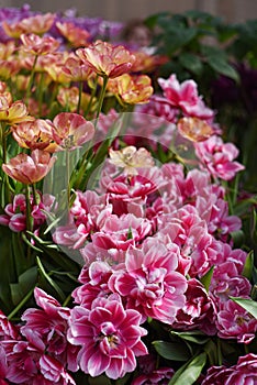 pink and red flowering tulips columbus in Botanical Garden of Moscow University `Pharmacy Garden` or `Aptekarskyi ogorod`