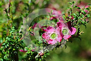 Pink red flowers of the Australian native Leptospermum tea tree Riot cultivar