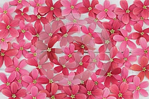 Pink and red flowers background