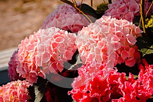 Pink and red flowers in bloom at the Frederik Meijer Gardens