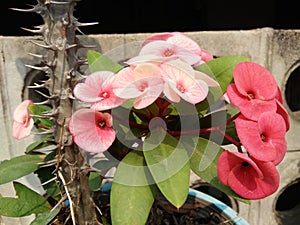 Pink, red flowers bouquet of Euphorbia milii, Christ thorn, Crown of thorns