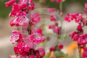 Pink red flowers in flowerbed with blurred bokeh background and copy space