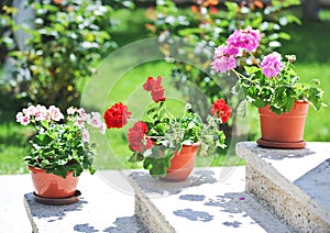 Pink and red flowers in pots on ledge